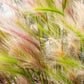 40 SQUIRREL TAIL Barley GRASS (Foxtail Barley) Hordeum Jubatum Ornamental Seeds