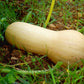 50 WALTHAM BUTTERNUT SQUASH Winter Cucurbita Moschata Vegetable Seeds
