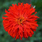300 Burpeeana Giant Mix CACTUS FLOWERED ZINNIA Elegans Flower Seeds