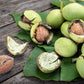 5 ENGLISH WALNUT aka Common, Hardy Carpathian, Persian Nut Fruit Tree Juglans Regia Orientis Seeds