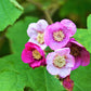 20 PURPLE FLOWERING RASPBERRY Thornless Edible Rubus Odoratus Fruit Berry Seeds