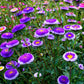 50 BLUE MOON ASTER Callistephus Pompon Double Flower Seeds