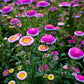 50 HI No MARU ASTER Double Red & White Callistephus Pompon Flower Seeds