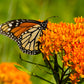30 ORANGE BUTTERFLY MILKWEED Asclepias Tuberosa Flower Seeds