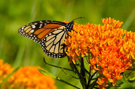 30 ORANGE BUTTERFLY MILKWEED Asclepias Tuberosa Flower Seeds