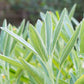 75 Sacred California WHITE SAGE Salvia Apiana Shrub Silver Folliage Native Smudge Seeds