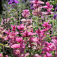50 'PINK Sundae' Clary SAGE / SALVIA Viridis Horminum Herb Flower Seeds