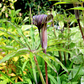 5 HIMALAYAN COBRA LILY Arisaema Consanguineum Asian Jack in the Pulpit Purple Brown White Striped Flower Seeds