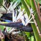 5 GIANT BIRD OF PARADISE Tree Strelitzia Nicolai Wild Banana White Crane Blue Purple Flower Houseplant Seeds
