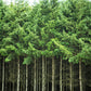 20 DOUGLAS FIR Tree Abies Pseudotsuga Menziesii Christmas Tree Blue Douglas Pine Spruce Native Evergreen Seeds