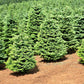 20 DOUGLAS FIR Tree Abies Pseudotsuga Menziesii Christmas Tree Blue Douglas Pine Spruce Native Evergreen Seeds