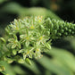 20 PREGNANT ONION SEEDS aka False Sea Onion Lily Ornithogalum Caudatum Flower Good Houseplant