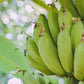 5 PLANTAIN BANANA Musa Balbisiana Hardy Red Flowering Sweet Wild Fruit Tree Seeds