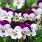 100 JOHNNY JUMP UP Violet Viola Tricolor Flower Seeds