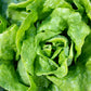 3000 BUTTERCRUNCH LEAF LETTUCE Lactuca Sativa Vegetable Seeds