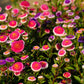 50 HI No MARU ASTER Double Red & White Callistephus Pompon Flower Seeds