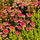 50 HI No MARU ASTER Double Red & White Callistephus Pompon Flower Seeds