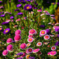 50 HI No MARU ASTER Double Red & White Callistephus Pompon Flower Seeds