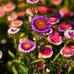 50 HI No MARU ASTER Double Red & White Callistephus Pompon Flower Seeds