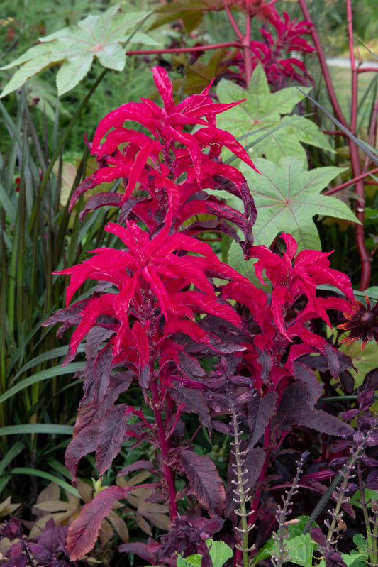 200 AMARANTHUS MOLTEN FIRE Amaranthus Gangeticus Flower Seeds