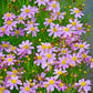 30 Pink AMERICAN DREAM COREOPSIS Rosea Dwarf Tickseed Flower Seeds