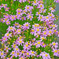 30 Pink AMERICAN DREAM COREOPSIS Rosea Dwarf Tickseed Flower Seeds