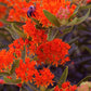 10 GAY BUTTERFLIES MILKWEED Red Yellow Orange Mix Asclepias Tuberosa Butterfly Weed Flower Seeds