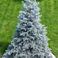 Grow Your Own CHRISTMAS TREE - Colorado Blue Spruce ( Picea Pungens Glauca ) Gift Packet of Tree Seeds