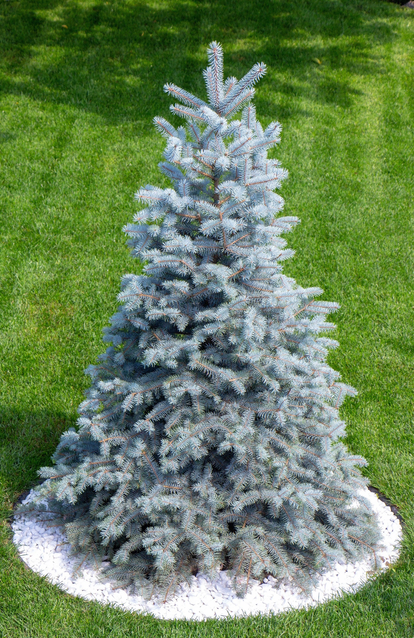 Grow Your Own CHRISTMAS TREE - Colorado Blue Spruce ( Picea Pungens Glauca ) Gift Packet of Tree Seeds