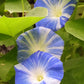 40 CARNEVALE di VENEZIA MORNING GLORY Pink & Purple with White Stripes Ipomoea Purpurea Flower Vine Seeds