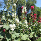 50 SUMMER CARNIVAL HOLLYHOCK Double Mixed Colors Red Pink White Yellow Peach Alcea Rosea Flower Seeds