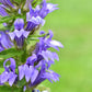 500 GREAT BLUE LOBELIA Lobelia Siphilitica Flower Seeds
