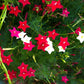 50 CYPRESS VINE MIX Ipomoea Quamoclit Convolvulus Hummingbird Star Morning Glory Cardinal Creeper Flower Seeds - Mixed Colors Red Pink White