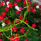 50 CYPRESS VINE MIX Ipomoea Quamoclit Convolvulus Hummingbird Star Morning Glory Cardinal Creeper Flower Seeds - Mixed Colors Red Pink White