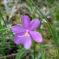 20 GRASSWIDOW Purple-Eyed Grass Sisyrinchium Inflatum syn. Olsynium Douglasii Grass Widows Reddish Purple Ornamental Grass Flower Seeds