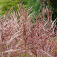 10 RED MAIDEN GRASS Miscanthus Sinensis Plumes Ornamental Flower Seeds