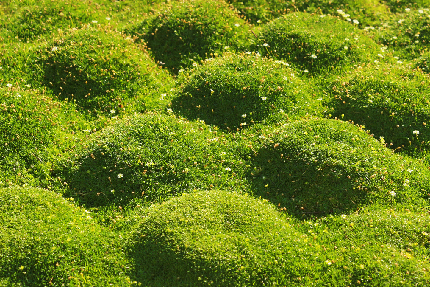 50 IRISH MOSS Groundcover Heath Pearlwort Sagina Subulata White Flower Seeds