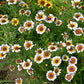 250 TRICOLOR PAINTED DAISY (Pyrenthrum Daisy) Chrysanthemum Carinatum Flower Seeds