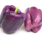 75 PURPLE BEAUTY PEPPER ( Sweet Mild Bell ) Capsicum Annuum Vegetable Seeds