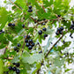 20 GOLDEN CURRANT SHRUB Black Fruit Yellow Flower Ribes Chrysobotrya Aurea Seeds
