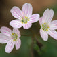 20 VIRGINIA SPRING BEAUTY Claytonia Virginica Eastern Fairy Pink Striped Native Grass Shade Flower Herb Seeds