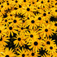 2000 BLACK EYED SUSAN Rudbeckia Hirta Yellow Heirloom Native Flower Seeds