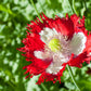 500 DANISH FLAG POPPY Red & White Queens Poppy Papaver Somniferum Danebrog Flower Seeds
