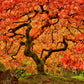 10 RED JAPANESE MAPLE Tree Bloodgood Ornamental Acer Palmatum Seeds