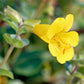 250 YELLOW MONKEY FLOWER Mimulus Grandiflorus Perennial Flower Seeds
