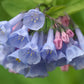25 VIRGINIA BLUEBELLS True Blue & Pink Mertensia Virginica Flower Seeds