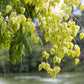 10 GOLDEN RAIN TREE Goldenrain Koelreuteria Paniculata Yellow Flower Seeds