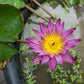 5 BOWL LOTUS Mixed Colors Dwarf Nelumbo Nucifera Aquatic Flower Seeds