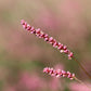 100 PINKWEED Smartweed Pink Knotweed Polygonum Wetland Flower Herb Seeds