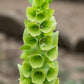 150 BELLS OF IRELAND ( Lady In The Bathtub / Shell Flower ) Moluccella Laevis Green Flower Seeds